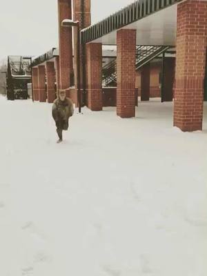 A post by @dreamchaseen on TikTok caption: Flipping in the snow ❄️ #fun #playlistlive2017 #muserbattle #nextwavemay