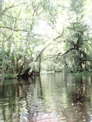 A post by @kirby_5 on TikTok caption: #oldflorida #nature #kayaking #banjos