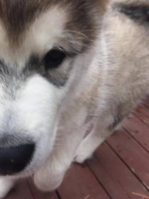 A post by @bodithemalamute on TikTok caption: #foryou #puppy #cute #bodi #dogsaregreat #tiktok #alaskanmalamute #puppies