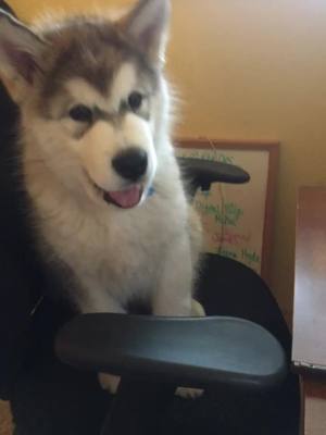 A post by @bodithemalamute on TikTok caption: #Puppy #Funny #fail #foryou  #foryoupage #cute #bodi #dogsaregreat #alaskanmalamute #puppies#