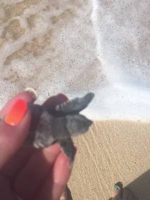 A post by @britt5668 on TikTok caption: This little guy needed some help #babyturtle #animal