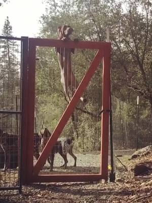 A post by @gspoftheday on TikTok caption: We’re gonna need a bigger wall. #highjump #escape #dogs #dog