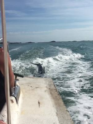 A post by @britt5668 on TikTok caption: Dolphins anyone #dolphin #boat #flordia#ocean