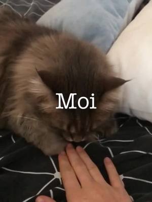 A post by @jewellechien on TikTok caption: J’aurais tout essayé 😂😭#fail Ça marche avec vos animaux ? Faites des duos je veux voir ça ahah