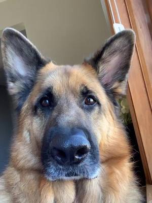 A post by @mozartgsd on TikTok caption: who didn’t scroll? #foryou