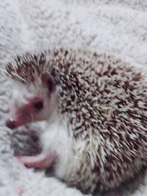 A post by @britt5668 on TikTok caption: She’s kinda shy ☺️ #hedgehog #cuteness