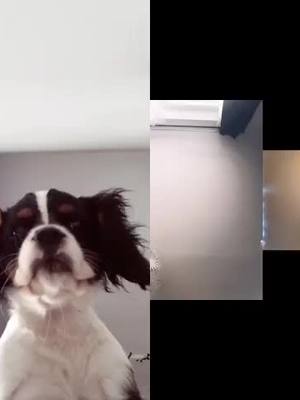 A post by @jewellechien on TikTok caption: #duo avec @𝕷𝖚𝖈𝖎𝖋𝖊𝖗_  Ahah 😂 Continuez la chaîne et identifier moi 🐾😉