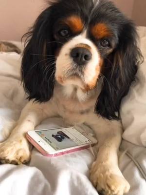 A post by @jewellechien on TikTok caption: Qui a vu le clin d’œil de Jewel à la fin ? 😂😉 #foryoupage #PetsOfTikTok