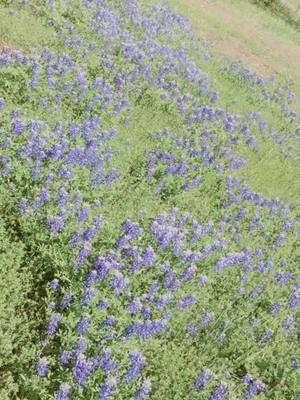 A post by @puppies.pugs7 on TikTok caption: I found one of our pugs in the bluebonnets#springup #tinythings #tatorial #foryou #cute #viral #Love