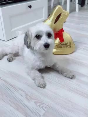 A post by @officiallmomo on TikTok caption: Frohe Ostern🥰💭#foryou #foryoupage #fürdich 💗🥰@_hannah_km