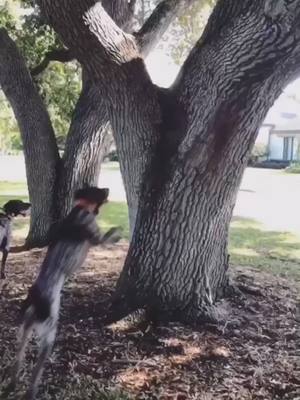 A post by @gspoftheday on TikTok caption: The squirrels don’t have a chance. #dog #squirrel #highjump #birddog