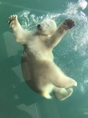 A post by @mariannestage on TikTok caption: Baby polar bear ❤️ So cute! #animal #polarbear #cute #swimming #Summer #foryou #baby