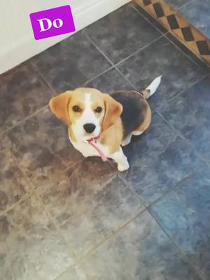 A post by @pheobe_doggie on TikTok caption: 🐶🐕🐾#featureme #foryoupage #beagle #foryou #fyp #silly #cute