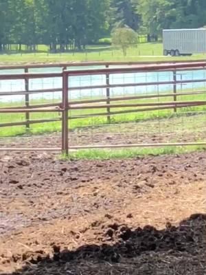 A post by @naisbett on TikTok caption: We bought and sold way too many cattle today. #farmlife #ranch #cattle