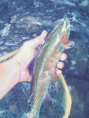 A post by @dylan7moore7 on TikTok caption: kettle creek rainbow😍 #trout#fishing#flyfishing#catchandrelease