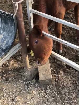 A post by @naisbett on TikTok caption: He was the greedy one out of the bunch and was trying to get the crumbs. #cattle #farmlife