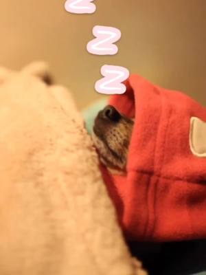 A post by @thepawsomepaws on TikTok caption: Being awake past bedtime in summer be like: #summerbummer #tiktokspotted #thatjusthappened #pet #aw