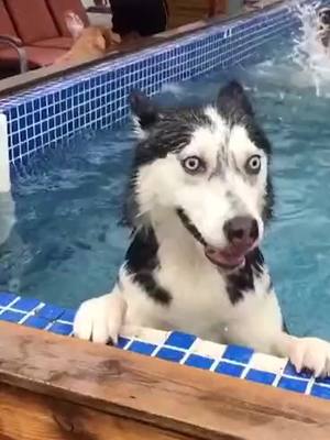 A post by @huskysfunnylife on TikTok caption: Husky: help!!!!!!#husky