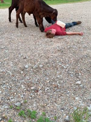 A post by @naisbett on TikTok caption: I got stomped on trying to get the best one out 3 lol #calf #nursing #petdog