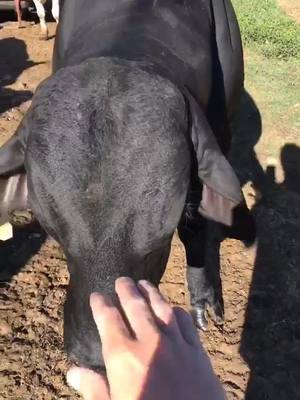 A post by @naisbett on TikTok caption: His name is fancy pants. he is the sire to most my calves. #brahman #bull #cattle #farm #boss