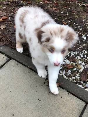 A post by @brucetheaussie on TikTok caption: Bruce and his famous blues! #australianshepherd #dog #dogsoftiktok #puppy #cute #Summer