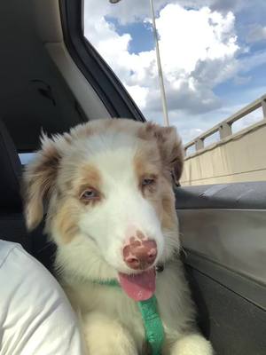 A post by @brucetheaussie on TikTok caption: Bruce loves zoomies in the car! #australianshepherd #dog #dogsoftiktok #puppy #cute #Summer #dogs