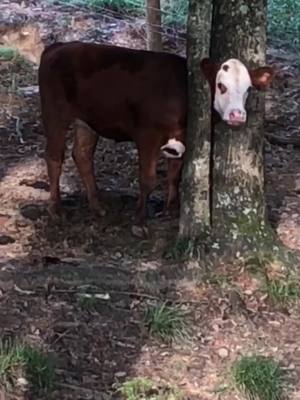 A post by @naisbett on TikTok caption: He got himself stuck in between the tree 😂 I new I was missing one. #cattle #farmlife #stuck