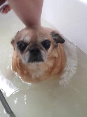 A post by @pheobe_doggie on TikTok caption: I had a bath!!! #pheobe #featureme #foryou #fyp #timeforabath #wash