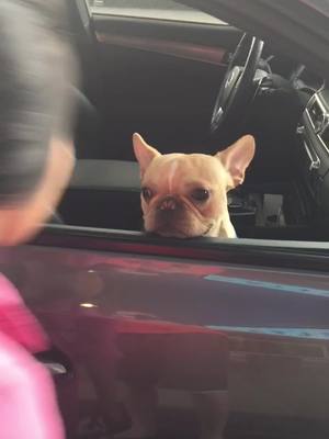 A post by @gomithefrenchie on TikTok caption: When I said Bye-Bye forever to my 1st mommy at the airport 👋🏻😰✈️ #sad #tiktokpartner #goodbye