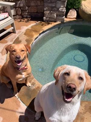 A post by @rudyruettigerr on TikTok caption: bffs love the pool #fyp #dogs #pool #friends #funny