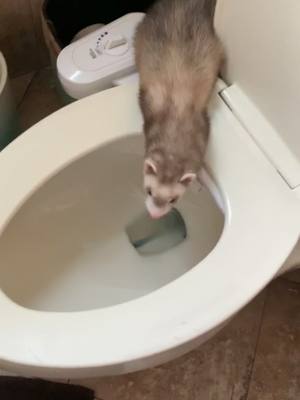 A post by @ferret.meister on TikTok caption: Do you kiss your mother with that mouth? #fyp #foryou #foryoupage #ferret #ferretmom #ferrets #fy