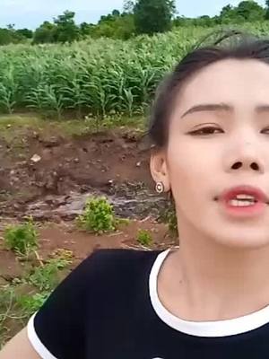 A post by @usera5owgztm62 on TikTok caption: ចំការគេទេសុំកុំយល់ច្រឡំ🤣👌