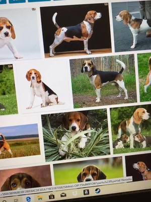 A post by @bigbootybitxhhh on TikTok caption: The cutest boy #mix #beagle #greatpyrenees #fyp #norbert