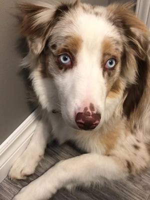 A post by @brucetheaussie on TikTok caption: #australianshepherd #dog #puppy #dogs #dogsoftiktok #cute