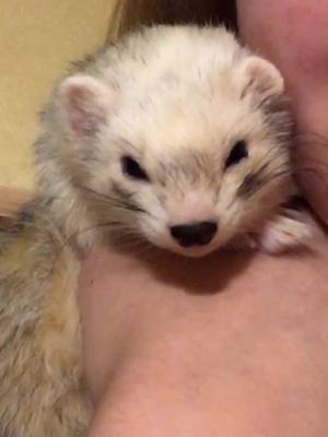 A post by @bigstinkz on TikTok caption: And that’s it. Stretch’s last tik tok for a while 💗#ferret (see last video for an explanation)