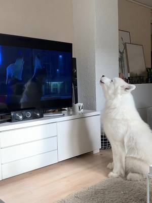 A post by @ghost_the_samoyed on TikTok caption: Gary made me do a howl! #dogsoftiktok #foryou #dog #foryourpage