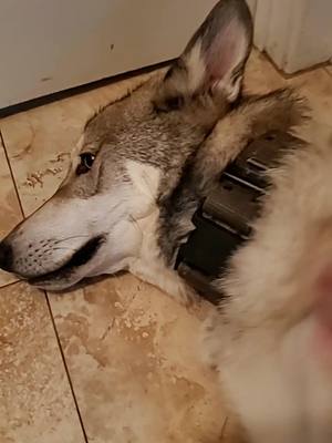 A post by @logan_and_kai on TikTok caption: kai is sometimes a good boy. #wolfdog #dogsoftiktok #suchagoodboy