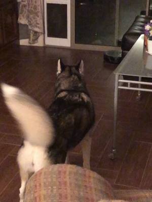 A post by @laurilkeene on TikTok caption: #huskies #siberianhusky