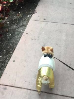 A post by @gomithefrenchie on TikTok caption: I'm bringing sexy back🕺🏼on Lincoln Road Miami Beach #fallfashion #halloweencountdown #gomithefrenchie