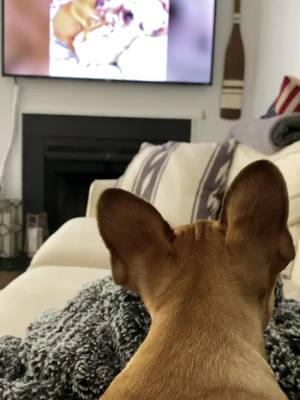 A post by @gooodgirlgloria on TikTok caption: Netflix n Chill? #funnydogvideos #frenchies #funnydogs #petvideos #dogs #animals #animalvideos #frenchiesoftiktok