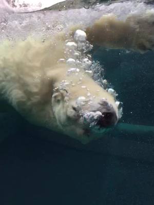 A post by @mrbusyivan on TikTok caption: #polarbear #белыймишка #копенгаген #Copenhagen полеты под водой