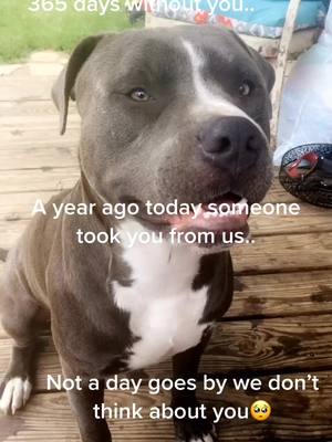 A post by @hannahraevargas on TikTok caption: #fyp #pitbull its been 1 year without you😢 He was more then just a dog.. he was our best friend😪#tiktot #foryoupage #