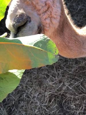 A post by @olepsmitty on TikTok caption: #fyp #foryou #foru #foryoupage #alpaca #farm #farmer #farming #farmanimals #innovation #lemonke #bringiton #work #country #usa #like #dogsoftiktok