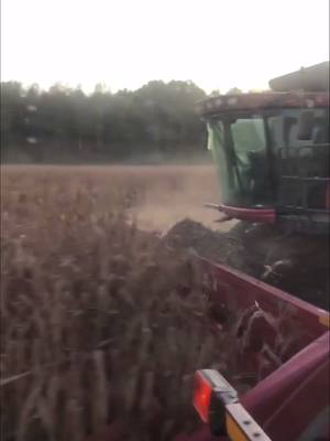 A post by @olepsmitty on TikTok caption: #fyp #foryou #foru #country #countryboy #farm #farmer #farming #farmlife #harvest2k19 #missouri #nomodel #work #bringiton #corn #trucker #bluecollar