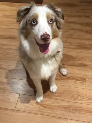 A post by @brucetheaussie on TikTok caption: Bruce grew up soo fast 😭! Still a crazy pup. #australianshepherd #dogsoftiktok #littlemonsters #cute #puppy #dog