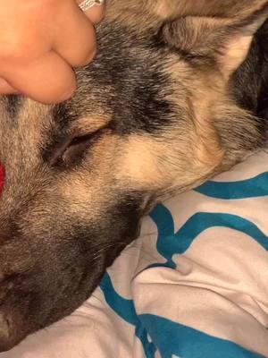 A post by @melissa_ann_ on TikTok caption: She gives the best snuggles. #mentalheath #puppy #germanshepherd #dogsoftiktok #foryoupage #foryou