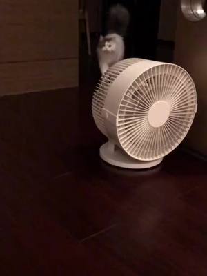 A post by @animalitoshaciendocosas on TikTok