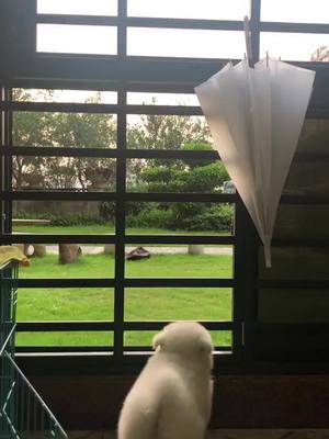 A post by @animalitoshaciendocosas on TikTok