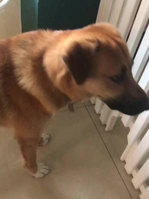 A post by @chrissy_puppy_cute on TikTok