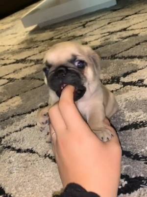 A post by @puppiesnet on TikTok caption: Play time 🥺❤️   |  📸 via raynadinning⠀⠀--------------------------------#puglife #foryoupage #puppies #pugs #paws #pawsome #dogplaying